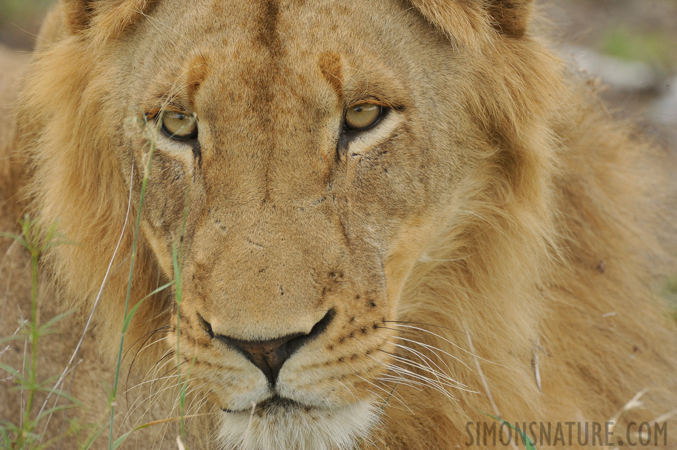 Panthera leo melanochaita [550 mm, 1/500 sec at f / 8.0, ISO 1600]